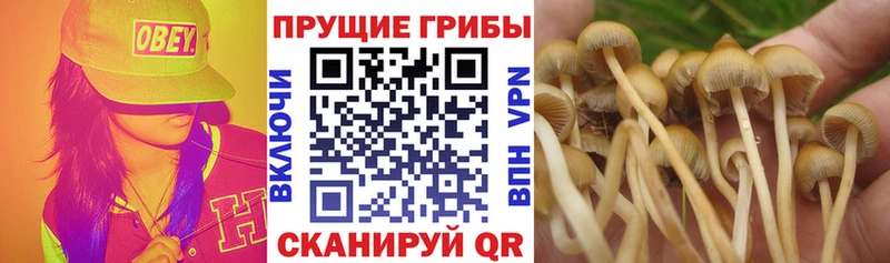 Галлюциногенные грибы ЛСД  Лодейное Поле 
